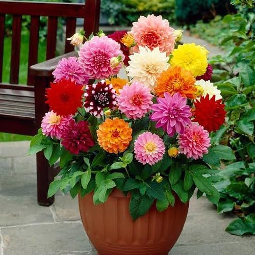 Expert Dahlia Potting Soil Mix by Gardenera - Enhance Growth and Color - Perfect Balance of Nutrients and Drainage - 3 Quart