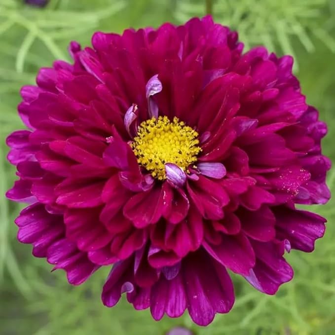 1000 Double Cosmos Seeds for Planting – Fully Double Blooms, Mixed Colors, Open-Pollinated Annual Wildflowers, Attract Butterflies & Bees, Cut Flower & Garden Bedding Use