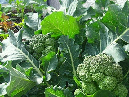 TeaLAB BioChar: 16 Cups