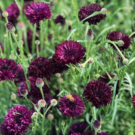 TomorrowSeeds - Black Ball Bachelor Button Seeds - 1000+ Count - for 2026 Planting Centaurea Cyanus Dark Purple Cornflower Edible USA Garden Corn Flower Grow Your Own Home Farm Patio Healthy