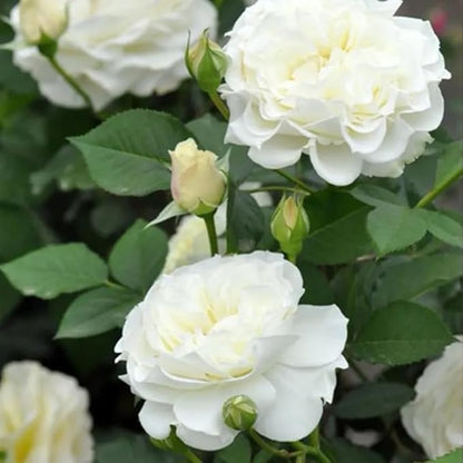 50+ Pink White Rose Seeds Fragrant Rose Flowers Garden Planting