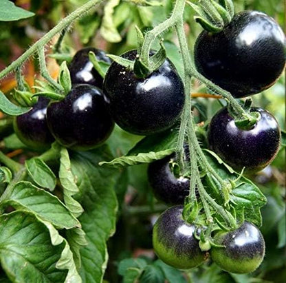 Black Tomato Seeds for Planting 20+ Seeds