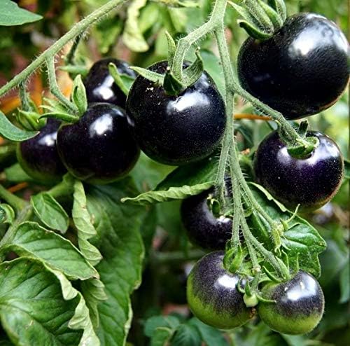 Black Tomato Seeds for Planting 20+ Seeds