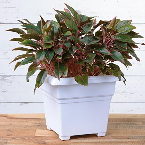 Novelty Root & Vessel Countryside Square Tub Planter, White, 18-Inch
