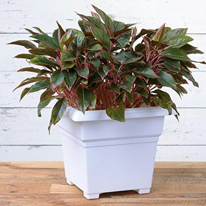 Novelty Root & Vessel Countryside Square Tub Planter, White, 18-Inch