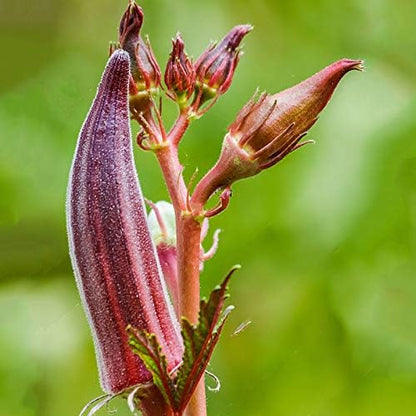 Seeds Alabama Red Okra (Bamia, Lady Finger) Heirloom Vegetable Non GMO