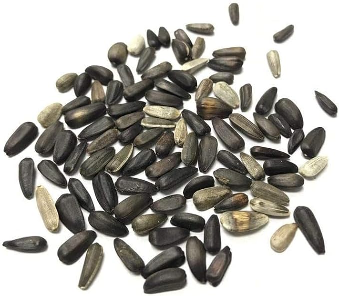 Yellow Sunflower Seeds for Planting - 25 Heirloom Non GMO Lemon Queen Flower Seeds Plant & Grow Home Outdoor Annual Garden - 1 Packet