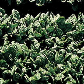 Park Seed Spinach Vegatable Plant Seeds, Easy to Grow, Variety of Colors, Spring Garden, Space Hybrid, Pack of 400