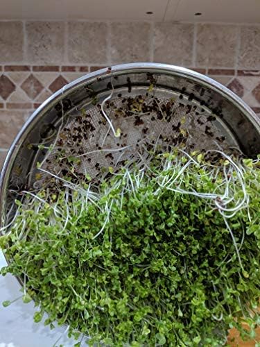 Variety Pack Sprouting Seeds Broccoli, Alfalfa, Radish, Mung beans & Salad Mix for Sprouts and Microgreens. Non-GMO. Pack of 10 premeasured seeds for quart size jars or trays. Includes 2 packs of each