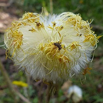 Coltsfoot Seeds (Tussilago farfara) 100+ Medicinal Herb Wildflower Seeds, Yellow