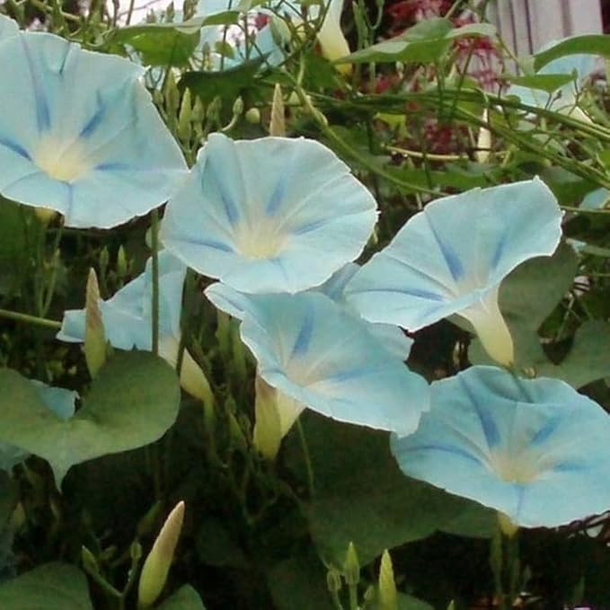 50+ Light Blue Ismay Morning Glory Seeds Vine Flowers Garden Planting
