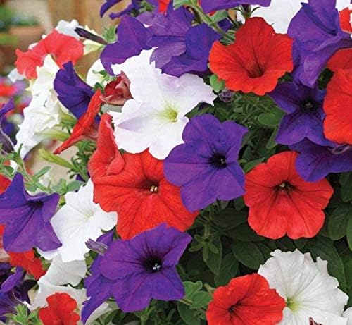 Seeds Petunia Triumph Rainbow Mix - Annual Flowers for Planting - GMO Free
