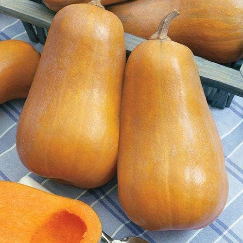 Park Seed Honeybaby Hybrid Butternut Squash – AAS Winner 2009, Compact Plant Ideal for Containers, Sweet Nutty Flesh with Small Seed Cavity, High Yield and Quick Growth, Pack of 20