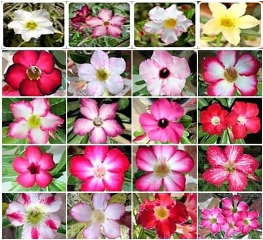 100 Desert Rose Seeds for Planting Mixed Color Ready to Grow Adenium Obesum Seed Exotic Succulent Colorful Bonsai Plant Tropical Rose Flower Planting Non-GMO Heirloom (100, Seeds)