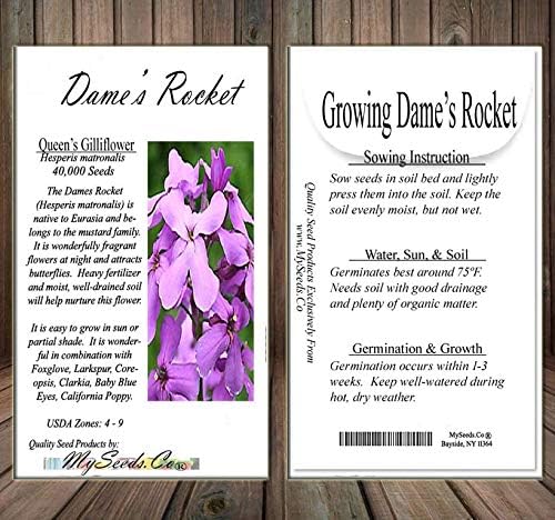 Big Pack - Dame's Rocket Seed (40,000 Seeds) - Hesperis matronalis aka Queen's Gilliflower - Edible Flower Seeds (Big Pack - Dame's Rocket)
