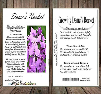 Big Pack - Dame's Rocket Seed (40,000 Seeds) - Hesperis matronalis aka Queen's Gilliflower - Edible Flower Seeds (Big Pack - Dame's Rocket)