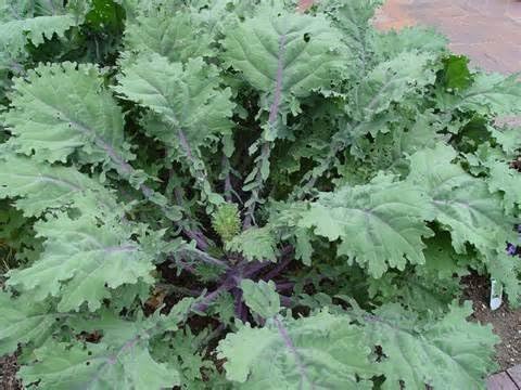Dirt Goddess Super Seeds~ Organic Red Russian Kale Seeds (1/2 Lb)