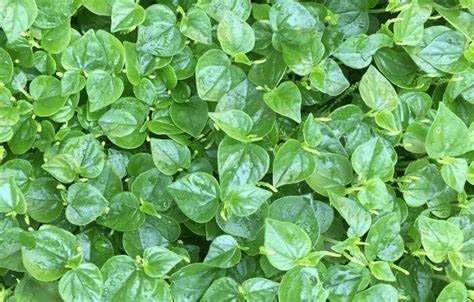 Set of 3 Vietnamese Vegetables Ngò GAI, Rau Càng Cua và Rau húng lủi Culantro Thai Parley, peperomia pellucida Plant Seeds and Vietnamese Perilla Seeds 1000++ Seeds/Bag