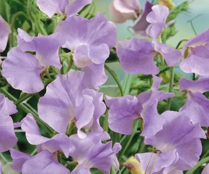 25+ Royal Lavender Pea Flowers Seeds Lathyrus Odoratus Non-GMO Garden Planting