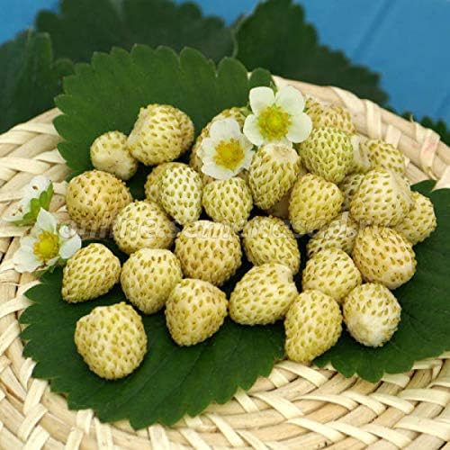 Seeds Alpine Strawberry Yellow Wonder Everbearing Climbing Heirloom Fruits for Planting Non GMO