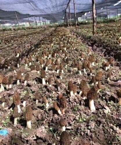 Black Morel Mushrooms Spores Mycelium Non GMO Spawn for Planting