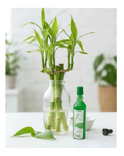 20 Bottles of Super Green Green Plant Food for Lucky Bamboo (36ml/Bottle) – Bulk Pack for Healthy Plant Growth