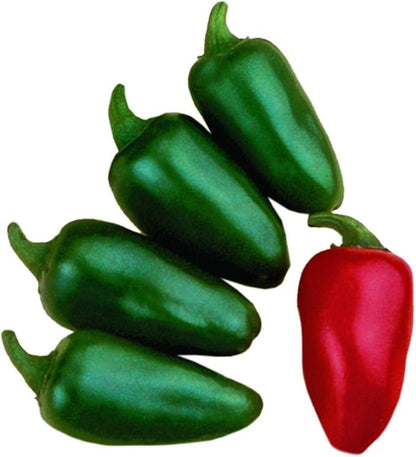 Park Seed Variety of Hot Chili Pepper Plant Seeds, Easy to Grow, Perfect for Spring Garden, Fresh Jalapeno M Hot, Pack of 25
