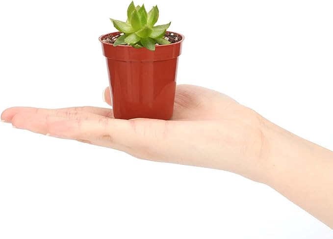 KINGLAKE GARDEN Small Terracotta Plastic Pots,50 Packs 2 Inch Small Plant Pots with Drainage Holes,Mini Nursery Plastic Plant Planters for Succulents,Indoor Outdoor Plant