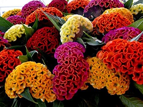 Celosia Seed Mix Celosia Cristata Cockscomb Woolflowers About 200 Seeds for Planting