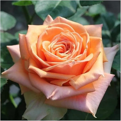 100 Mixed Color Rose Seeds Bush Flowers Garden Planting