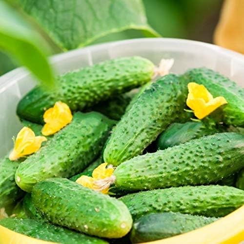 Seeds Vegetable Cucumber Parisian Gherkin Heirloom Without Bitterness for Pickling - 20 Seeds
