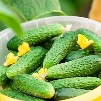 Seeds Cucumber Parisian Gherkin Open-Pollinated Pickling Non GMO Vegetable for Planting