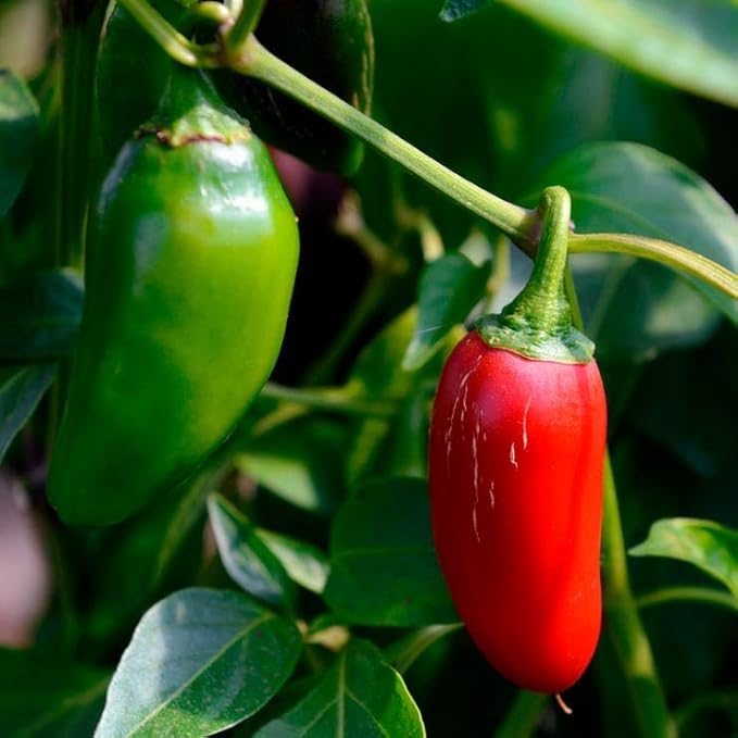 Park Seed Jalapeño M Pepper Seeds – Pack of 2500 Seeds, 73 Days to Maturity, Dark Green, Pungent Peppers, Ideal for Salsas, Sauces, and Mexican Dishes