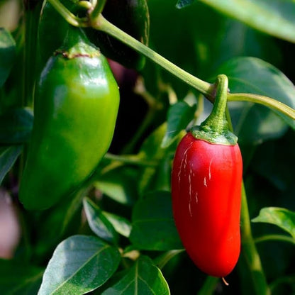 Park Seed Jalapeño M Pepper Seeds – Pack of 2500 Seeds, 73 Days to Maturity, Dark Green, Pungent Peppers, Ideal for Salsas, Sauces, and Mexican Dishes