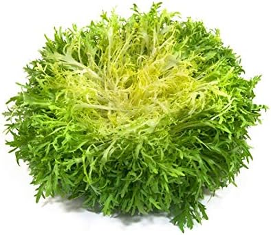 Seeds Endive Lettuce Yellow Heart Curly Frisee 50 Days for Salad Non GMO Vegetable for Planting 700 Seeds