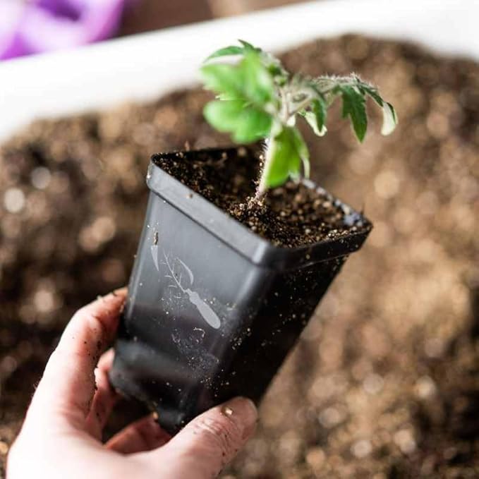 Bootstrap Farmer Seedling Starter Pots, 80 Pack, Black 2.5 Inch Square Tray Inserts