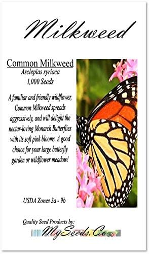 Big Pack - (1,000) Pink Common Milkweed Seeds, Asclepias syriaca (Big Pack Common Milkweed)