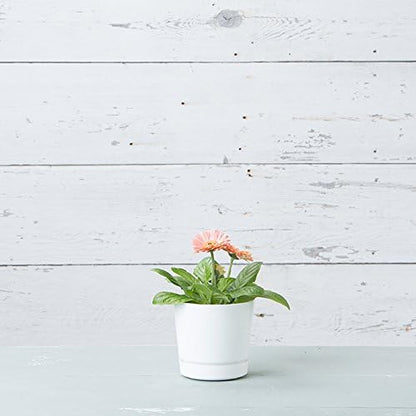 Novelty Majestic Full Depth Round Cylinder Pot, Glossy White, 6-Inch (10062)