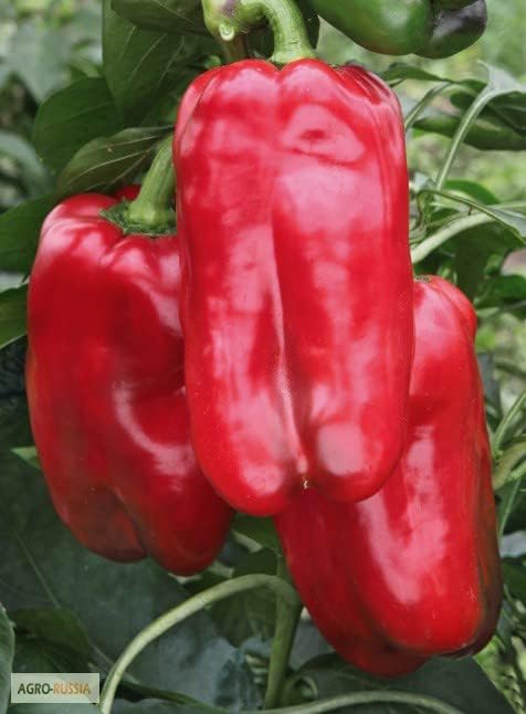 Seeds Sweet Bell Pepper Red Giant Non GMO Heirloom