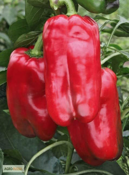 Seeds Sweet Bell Pepper Red Giant Non GMO Heirloom