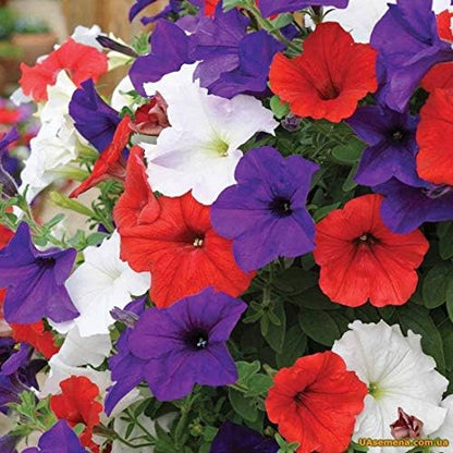 Seeds Petunia Unicum F1 Mix Indoor Annual Flowers for Planting