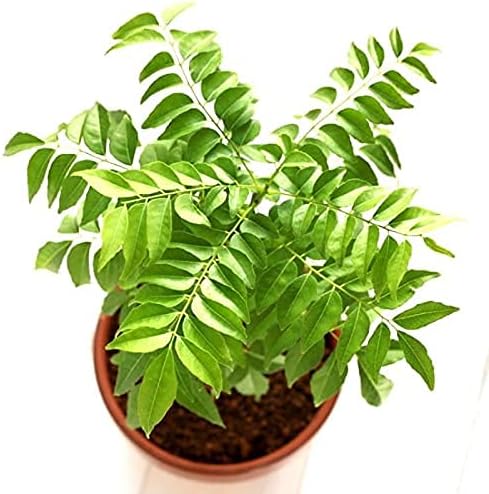 Curry Leaf Plant - Live Plant (Murraya Koenigii), 6 Inches