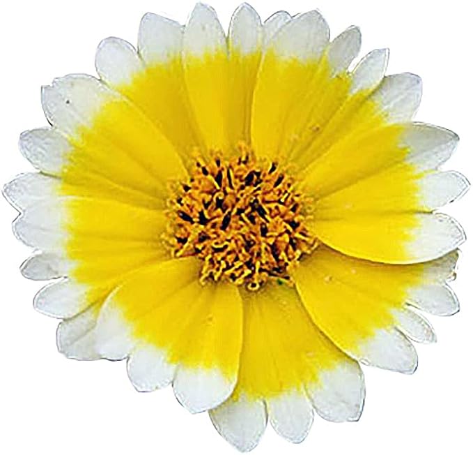 1 Oz Alternative Lawn Wildflower Seed Mix - Water Saving Ground Cover - Marde Ross & Company