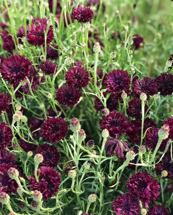 TomorrowSeeds - Black Ball Bachelor Button Seeds - 3000+ Count - for 2026 Planting Centaurea Cyanus Dark Purple Cornflower Edible USA Garden Corn Flower Grow Your Own Home Farm Patio Healthy