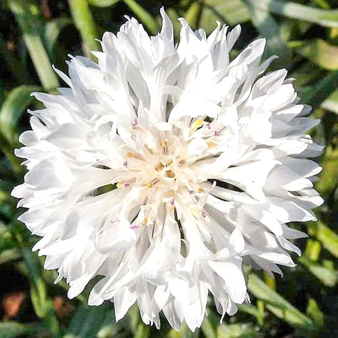 100 Pure White Cornflower Seeds Tall Stem Cottage Annual Wildflower for Planting Gardens & Meadows Flower Seeds