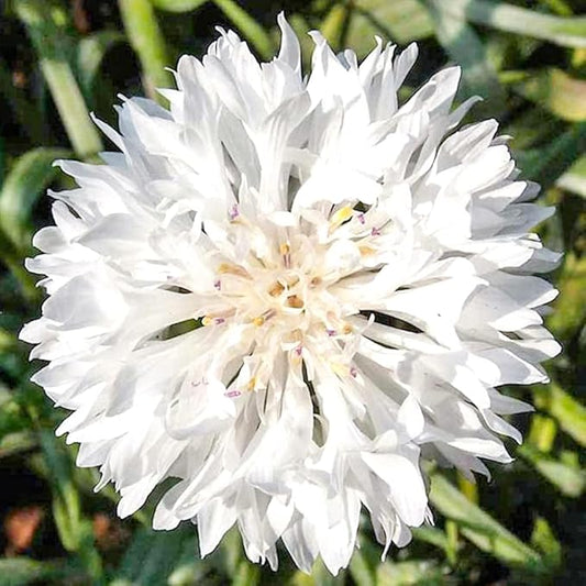 100 Pure White Cornflower Seeds Tall Stem Cottage Annual Wildflower for Planting Gardens & Meadows Flower Seeds