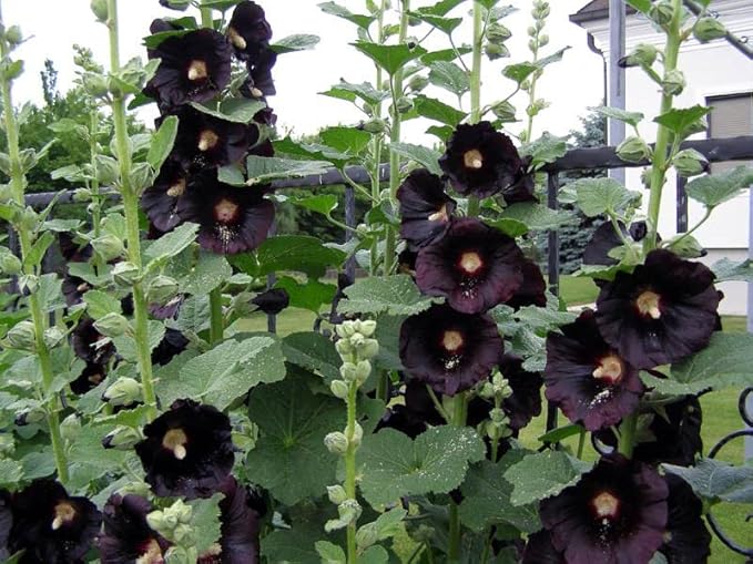 Seeds Hollyhock Nigra Giant Mallow Flower Perennial Outdoor Garden Cut Flowers for Planting