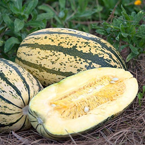 Park Seed Sugaretti Hybrid Spaghetti Squash Seeds – AAS Winner, Sweet Nutty Flavor, Compact Semi-Bush Habit, High-Yield Variety Ready in 90 Days, Ideal for Pasta-Like Dishes, Easy to Grow, Pack of 20