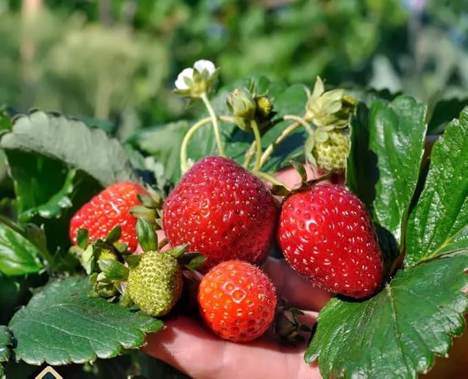 Red Climbing Strawberry Seeds Garden Fruit Seed Sweet and Delicious Everbearing Fruit Plant Home Garden 250Pcs