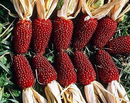 Seeds Vegetable Ornamental Corn Red - 10 Seeds
